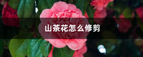 山茶花怎么修剪，怎样修剪山茶花花开的才能更多