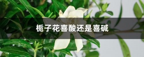 栀子花喜酸还是喜碱，栀子花能晒太阳吗