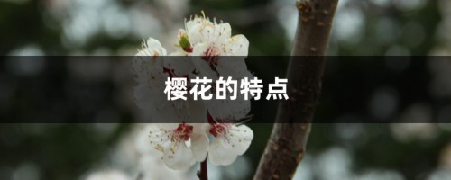 樱花的特点